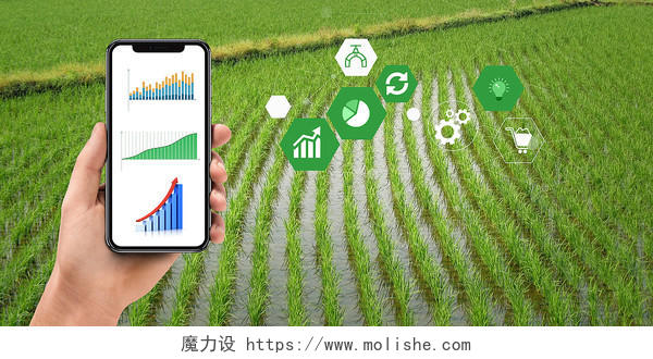 绿色农业发展手机水稻科技智能经济农田植物粮食背景
